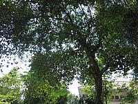แก้ไขภาพ IMG 6119